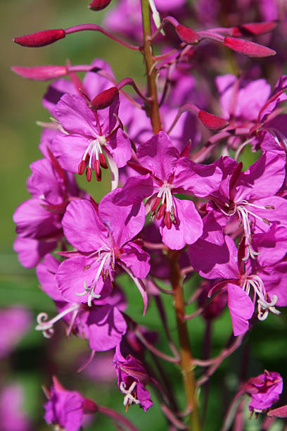 Fireweed stock photo