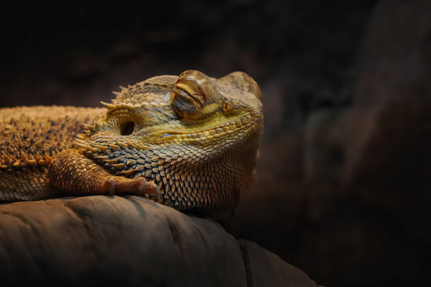 Reptile (lizard) -  Australian Bearded Dragon (Bearded Agama)   is sleeping at terrarium. stock photo