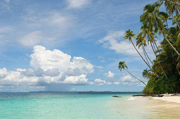 istock tropical island - sea, sky and palm trees 146735016