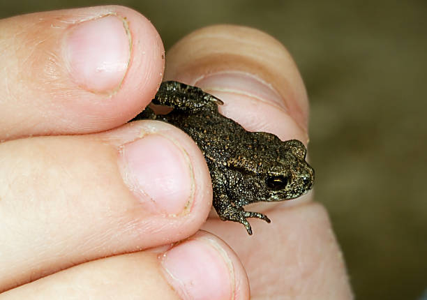 małe frog w dłoń dziecka - frogger zdjęcia i obrazy z banku zdjęć