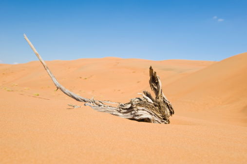 A dead and dried-out branch of a tree lying in the desert sand.