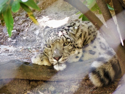 A resting Snow Leopard looking through a chain link fence