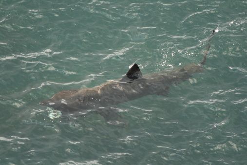 This shows a basking shark below the surface of the sea on a sunny day. Its dorsal fin and the tip of its tail are breaking the surface