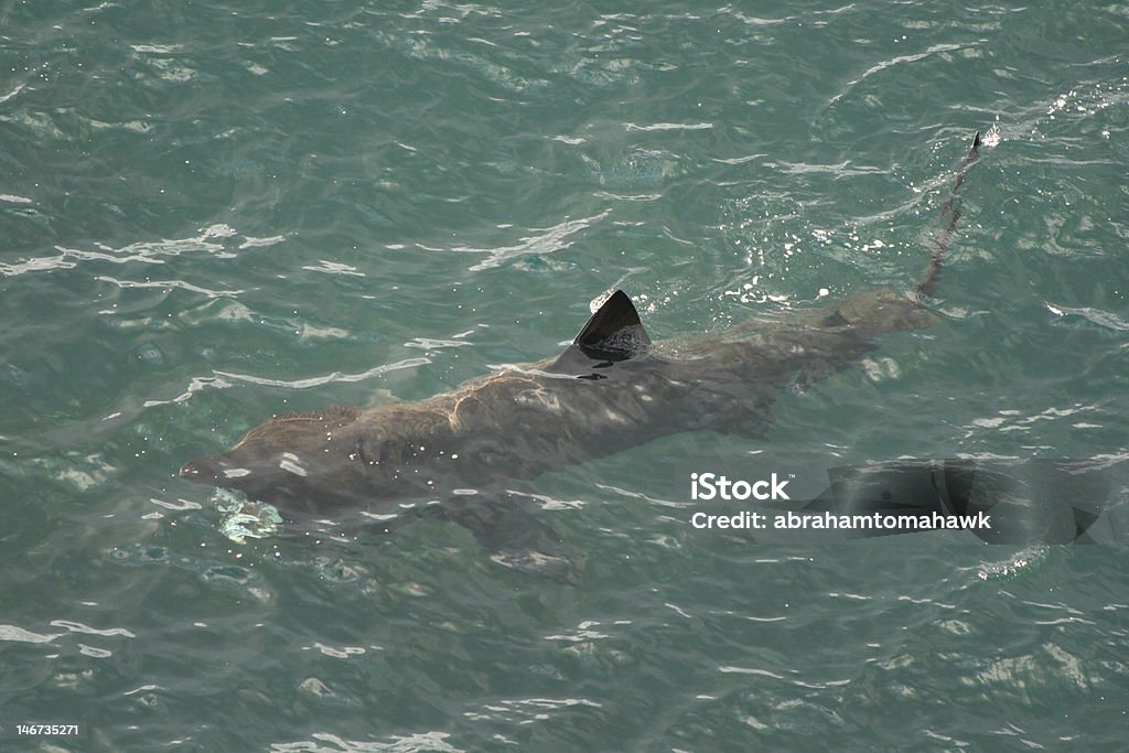Basking shark This shows a basking shark below the surface of the sea on a sunny day. Its dorsal fin and the tip of its tail are breaking the surface Basking Shark Stock Photo Basking shark This shows a basking shark below the surface of the sea on a sunny day. Its dorsal fin and the tip of its tail are breaking the surface Basking Shark Stock Photo