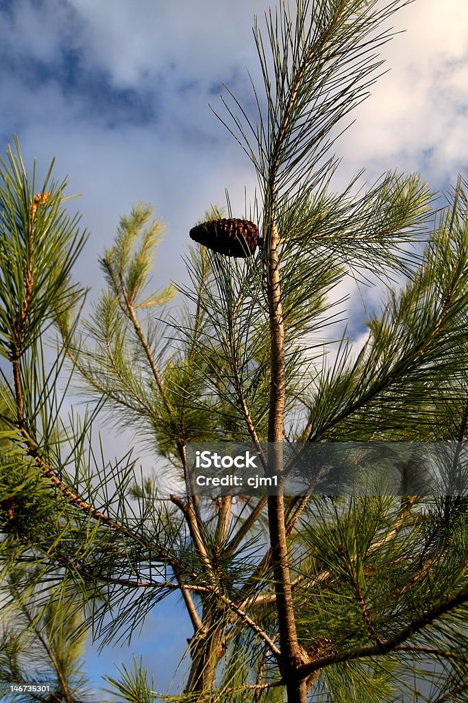 Tree with Pinecone a tree shot against a beautiful stormy sky in California Branch - Plant Part Stock Photo