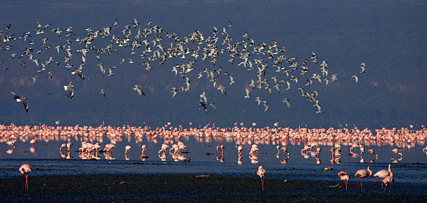 pink flamingoes on Lake Nakuru Kenya stock photo