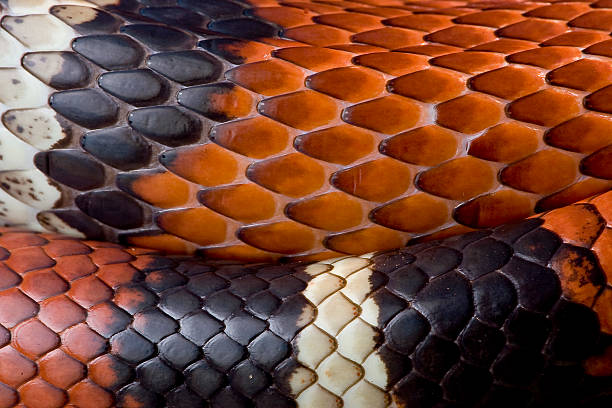 istock Snake Skin Detail 146735393
