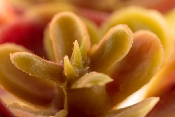 This close-up macro shot of a succulent plant gives a detailed view of its unique characteristics. The vibrant green leaves of the plant stretch outwards, highlighting its textured surface. Its unique shape and color make it stand out against its natural background. This shot is perfect for any nature-related scene or project.