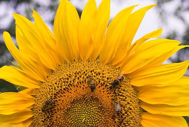 Cтоковое фото Подсолнечник и пчелы