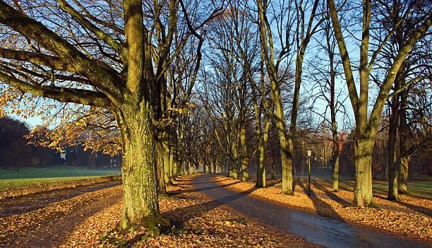 Alley In Late Autumn stock photo