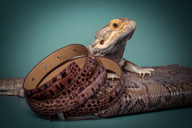 The lizard looks unkindly and with condemnation at reptile leather products. The skin of crocodiles and other exotic animals in the production of leather goods. stock photo