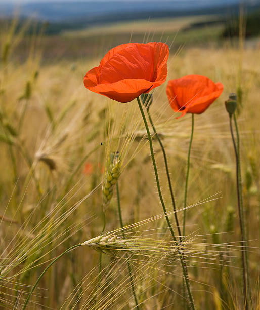 Poppy flowers on wheat field stock photo