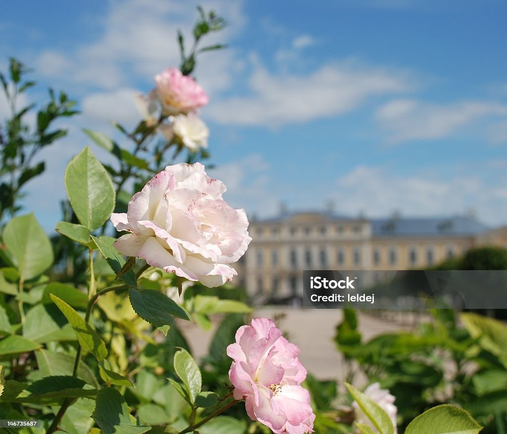 Lindas rosas e estilo rococó palácio barroco em segundo plano - Foto de stock de Rosa - Flor royalty-free