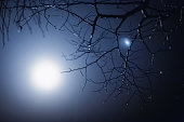 Fog. Night city. Damp weather. Tree silhouette