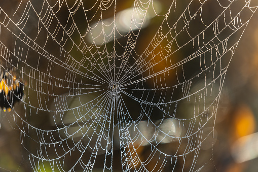 Close shot of a beautiful spider web with dew drops.