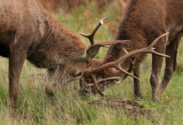 istock Red stags in rutting season 1467358722