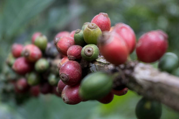 istock Liberica Coffee - Stock Photo 1467358733