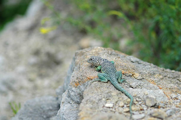 восточные ошейниковая игуана гигантская - lizard collared lizard reptile animal стоковые фото и изображения