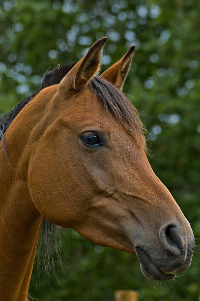 Bay Horse in Profile Close up