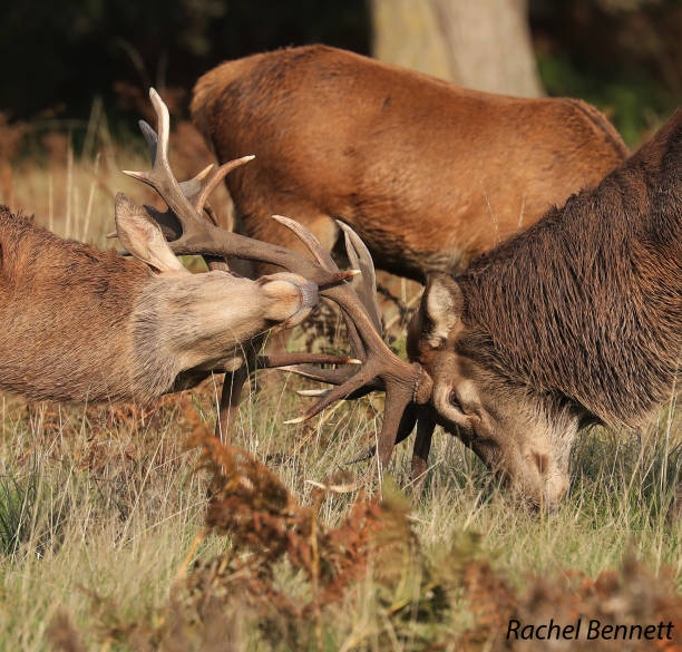 istock Red stags in rutting season 1467359242