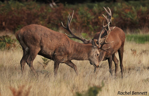 istock Red stags in rutting season 1467359297
