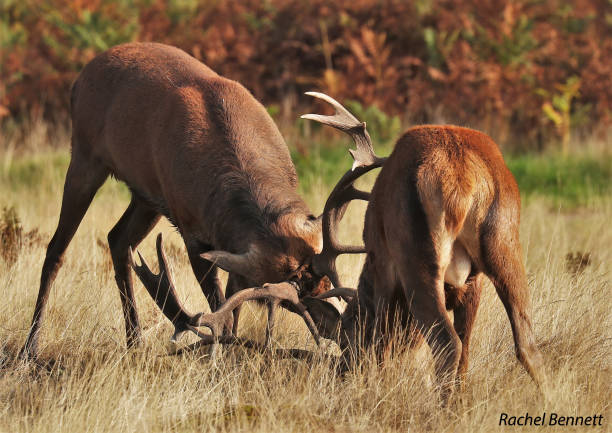 istock Red stags in rutting season 1467359309
