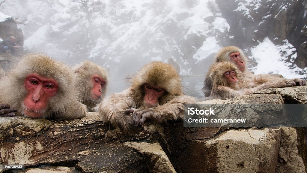 Japanese Macaques Bathing In An Onsen Stock Photo - Download Image Now -  Animal Wildlife, Animals In The Wild, Comfortable - iStock