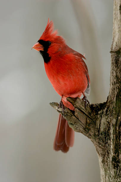 Mâle cardinal rouge - Photo