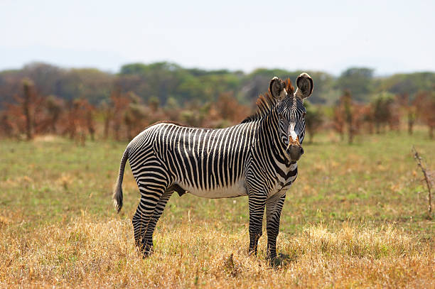 Zebra w Kenii – zdjęcie