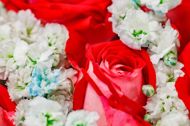 istock Flowers red roses in bouquet, close-up selective focus 1467360866
