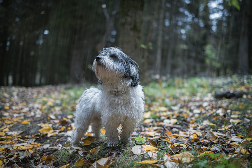 Yorkshire dog in the autumn forest. Cute puppy looking away in forest during autumn.