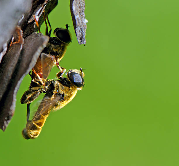 two insects making love on a tree stock photo