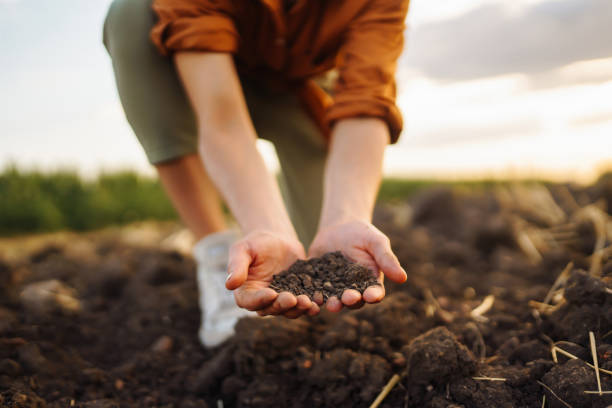 istock Farmer holding soil in hands close-up. 1467360998