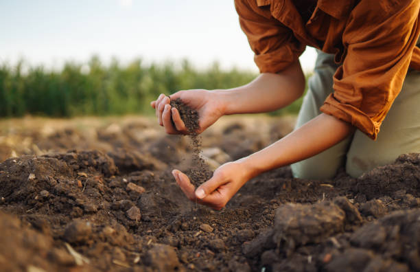 istock Farmer holding soil in hands close-up. 1467361067