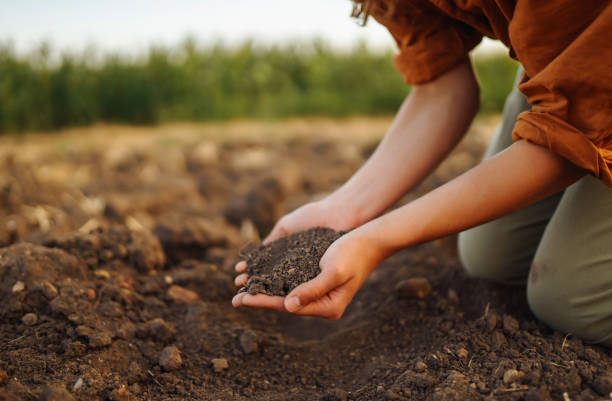 istock Farmer holding soil in hands close-up. 1467361093