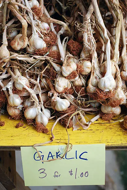 Fresh Garlic