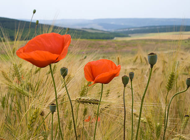 Poppy flowers and wheat field stock photo