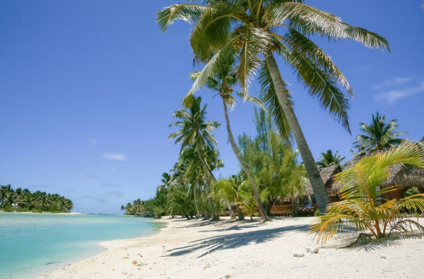 istock Swaying palm trees aon white coral beach 1467367045
