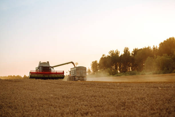 istock Combine harvester harvests grain in the field. 1467367070