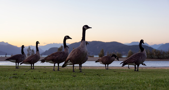 A group of Canadian geese walking around on grass near a lake