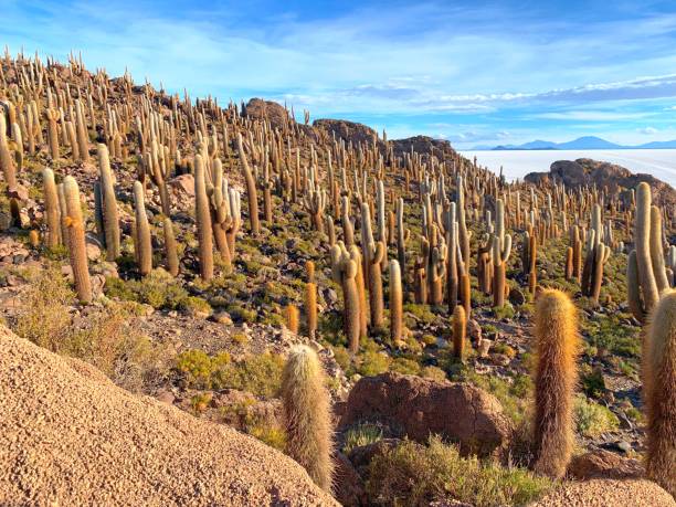Ruins of Atlantis, Bolivia