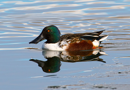This beautiful drake Northern Shoveler was photographed swimming along the ice of a partly frozen Colorado pond, beautifully capturing its reflection in the water.