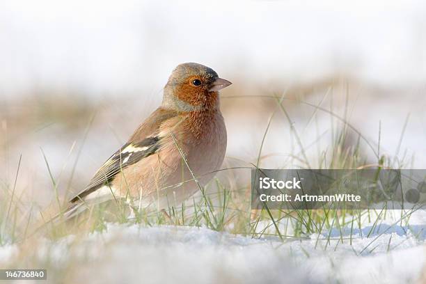 Foto de Tentilhão Na Neve e mais fotos de stock de Animal selvagem - Animal selvagem, Ave canora, Bico