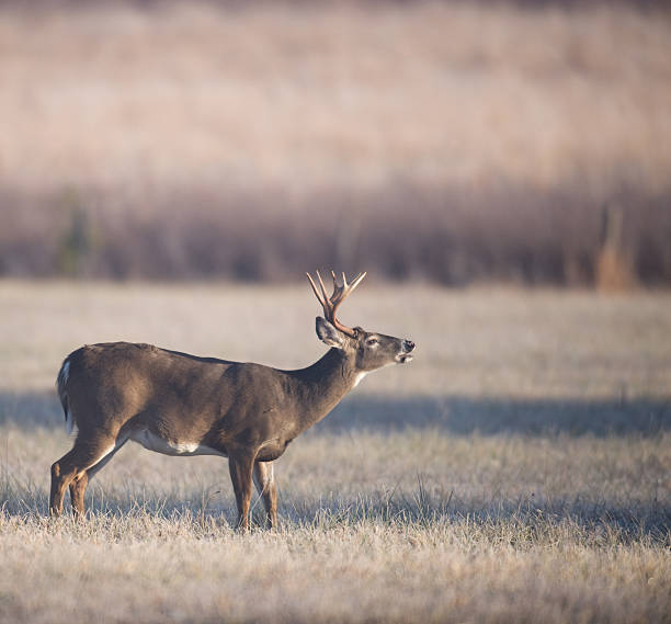 istock Whitetail buck lip curl 146736912