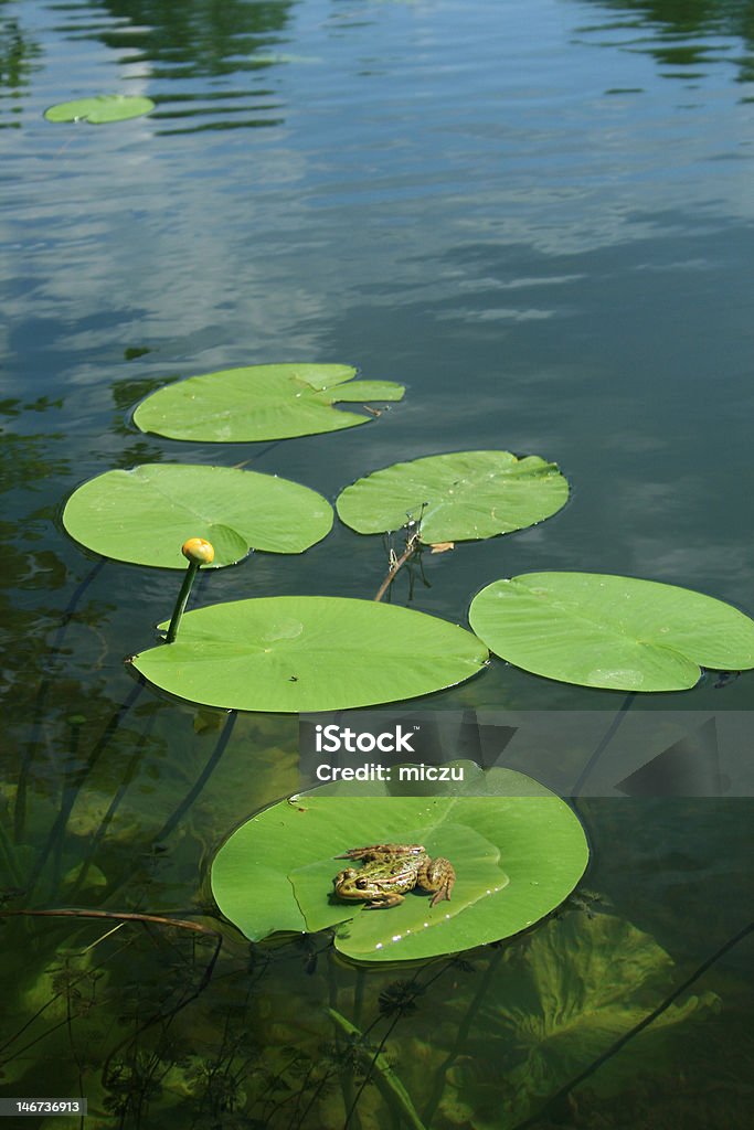 개구리 굴절률은 waterlily - 로열티 프리 0명 스톡 사진