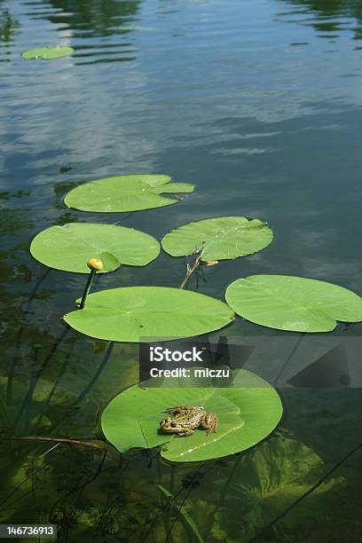 개구리 굴절률은 Waterlily 0명에 대한 스톡 사진 및 기타 이미지 - 0명, 개구리, 녹색