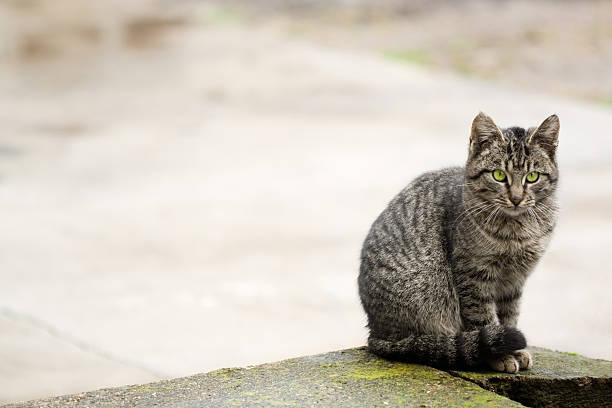 Beautiful cat sitting and watching stock photo