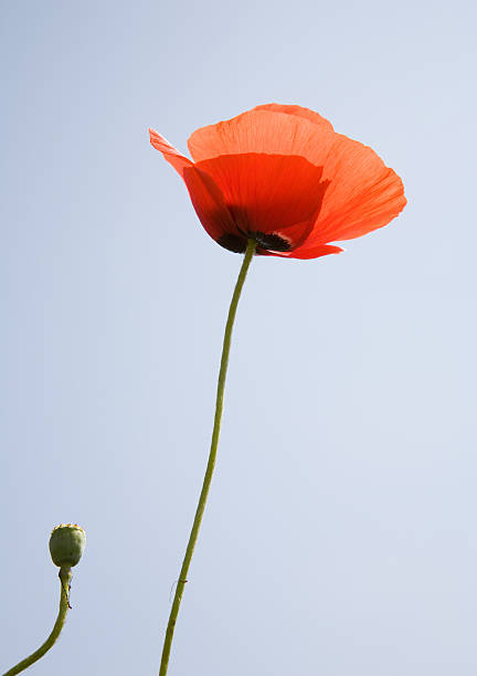 Poppy flower over blue sky stock photo