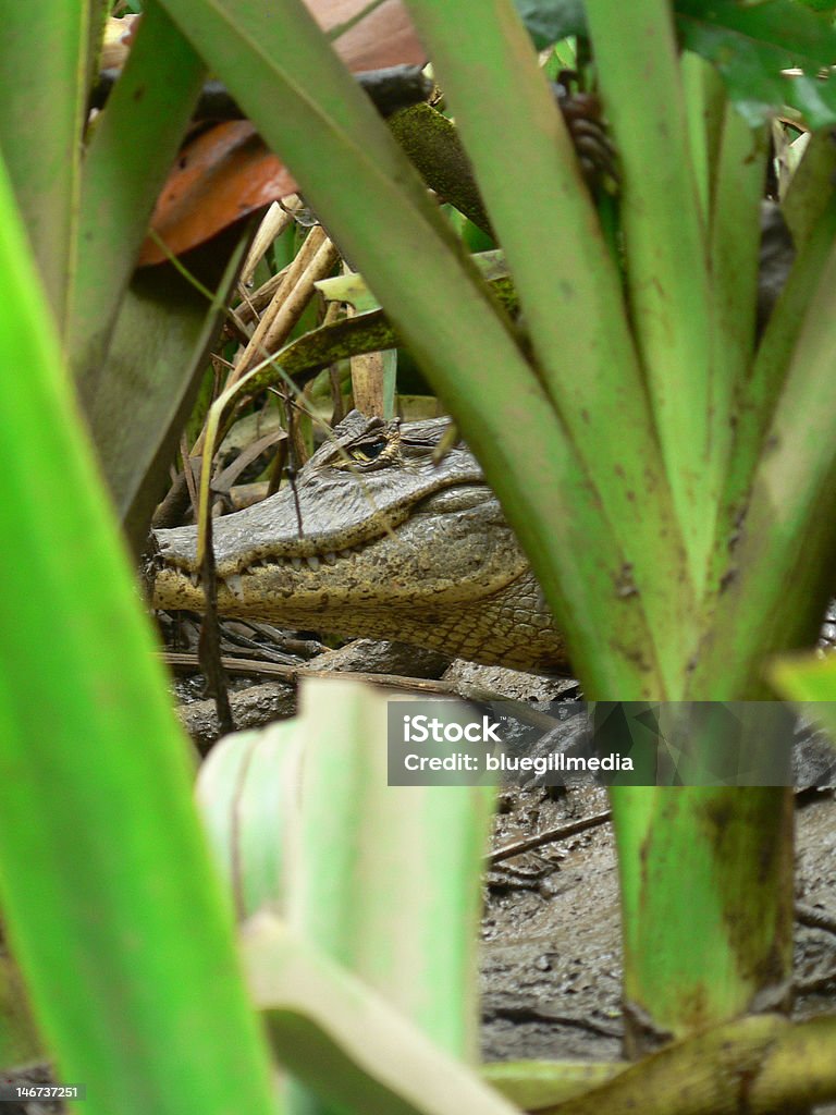 Alligator lurking w tuleje łożysk - Zbiór zdjęć royalty-free (Aligator)