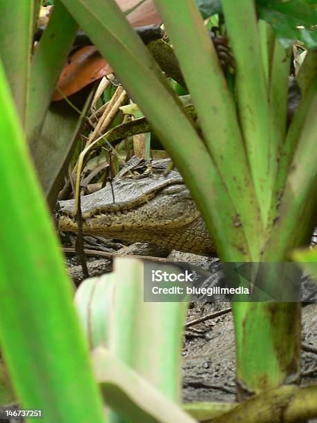 Foto de Alligator À Espreita Em Arbustos e mais fotos de stock de Aligátor - Aligátor, Alimentando-se de Carniça, Ameaças